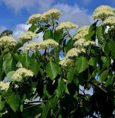 Pagoden Hartriegel 100-125cm - Cornus controversa