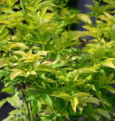 Gelber Holunder 60-80cm - Sambucus canadensis