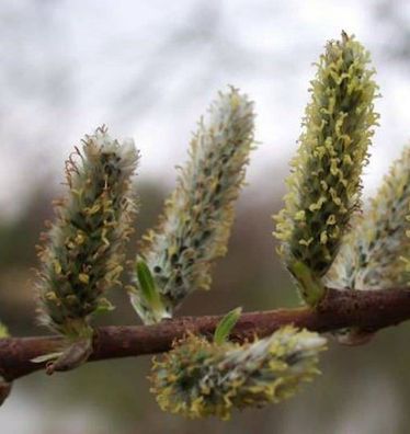 Korbweide 100-125cm - Salix viminalis