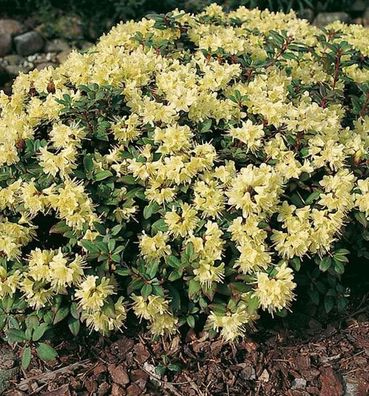 Zwerg Rhododendron Princess Anne 30-40cm - Zwerg Alpenrose