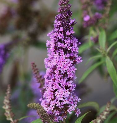 Schmetterlingsstrauch Peacock 40-60cm - Buddleja