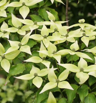 Japanischer Blumen Hartriegel Schmetterling 100-125cm - Cornus kousa