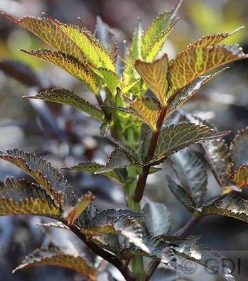 Schwarzer Säulen Holunder Black Tower® 40-60cm - Sambucus nigra