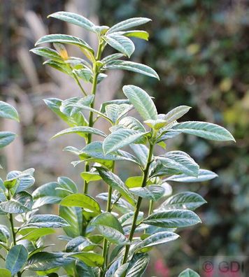 Kirschlorbeer Ani 40-60cm - Prunus laurocerasus