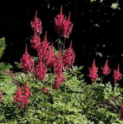 Prachtspiere Else Schluck - Astilbe arendsii