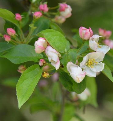 Kleinfruchtiger Zierapfel 100-125cm - Malus toringo