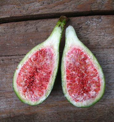 Feigenbaum Perretta 40-50cm - Ficus carica