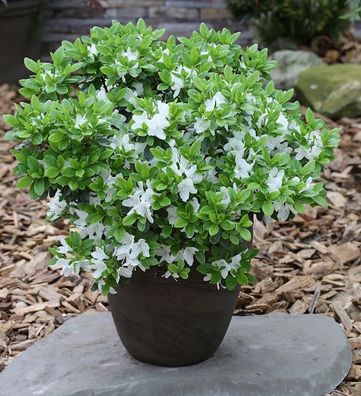 Japanische Azalee Diamant Weiß 25-30cm - Rhododendron obtusum - Zwerg Alpenrose