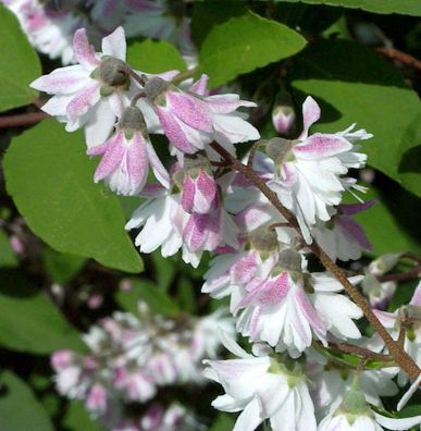 Hoher Sternchenstrauch Tourbillon Rouge 80-100cm - Deutzia magnifica