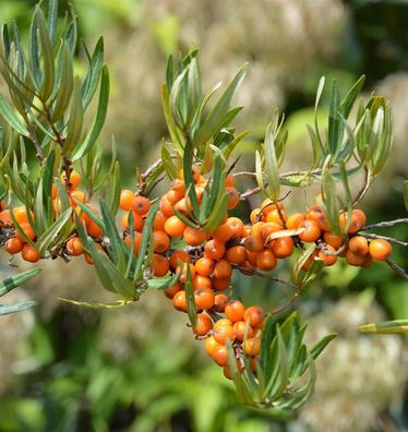 Sanddorn Vitaminhochzeit 40-60cm - Hippophae rhamnoides