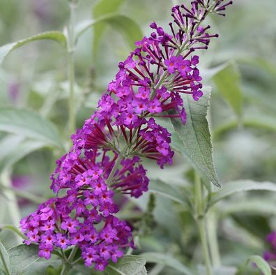 Schmetterlingsflieder Reve de Papillon 40-60cm - Buddleja