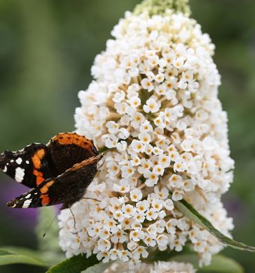 Sommerflieder White Profusion 100-125cm - Buddleja