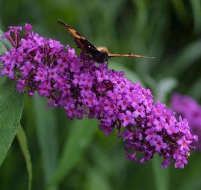 Sommerflieder African Queen 60-80cm - Buddleja