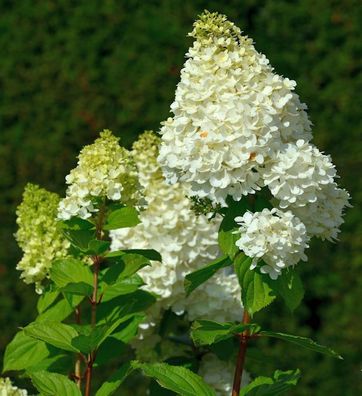 Rispenhortensie Magical Moonlight 40-60cm - Hydrangea paniculata