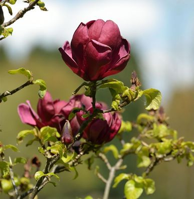 Schwarzrote Tulpenmagnolie 80-100cm - Magnolia