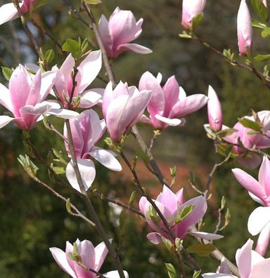 Magnolie Daybreak 100-125cm - Magnolia