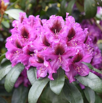 Großblumige Rhododendron Orakel 30-40cm - Alpenrose
