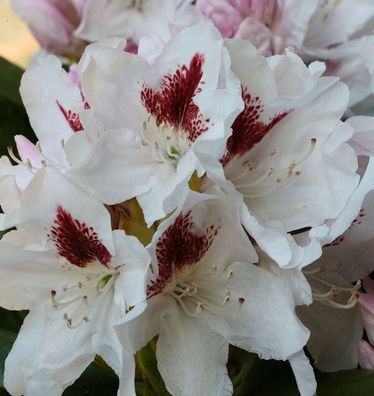 Inkarho - Großblumige Rhododendron Herbstgruß 40-50cm - Alpenrose