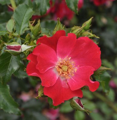 Kletterrose Dortmund 30-60cm