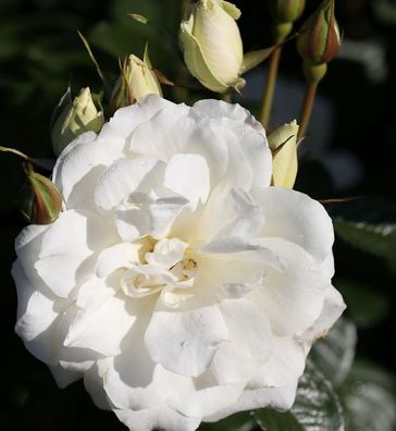 Floribundarose Princess of Wales® 30-60cm