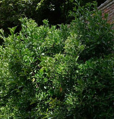 Japanischer Spindelstrauch 100-125cm - Euonymus japonicus
