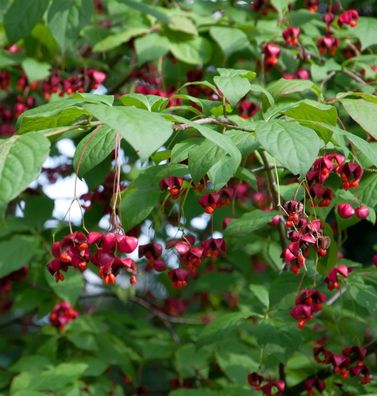 Hochstamm Großfrüchtiges Pfaffenhütchen 100-125cm - Euonymus planipes