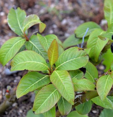 Hochstamm Weinrote Zwerg Weide 60-80cm - Salix moupinensis