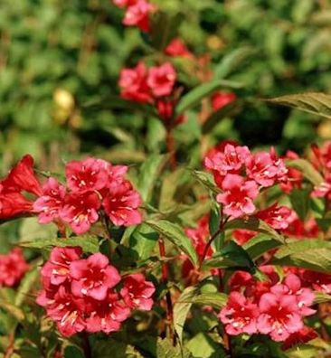 Weigelie Eva Rathke 125-150cm - Weigela