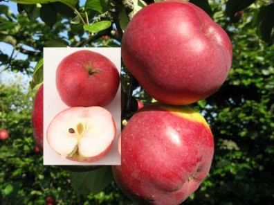 Apfelbaum Himbeerapfel von Holowausy 60-80cm - saftig und innen rötlich