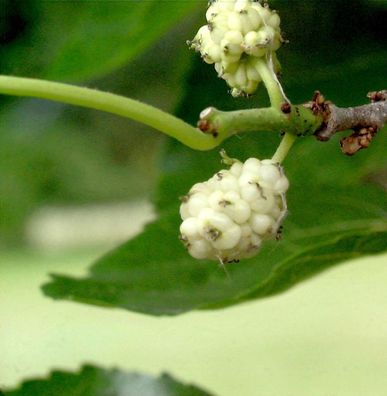 Weißer Maulbeerbaum 40-60cm - Morus alba
