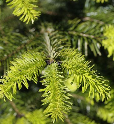 Zwerg Nordmanntanne Astrid 25-30cm - Abies nordmanniana