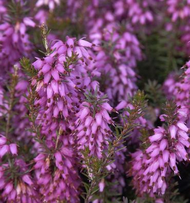 10x Winterheide Rosalie - Erica carnea