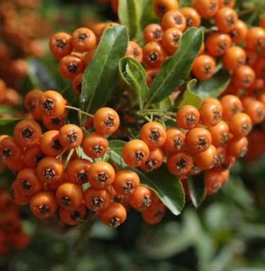 Feuerdorn Orange Glow 60-80cm - Pyracantha