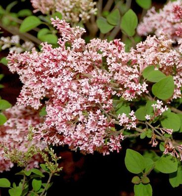 Hochstamm Duft Zwergflieder Tinkerbelle 80-100cm - Syringa