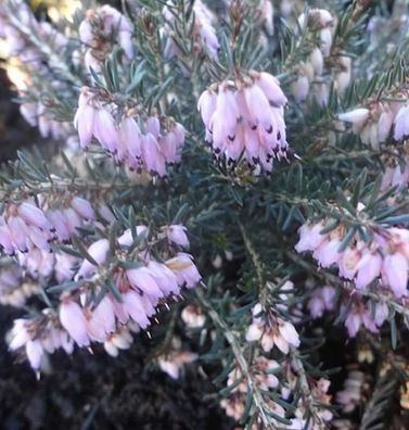 10x Winterheide Peggy - Erica carnea