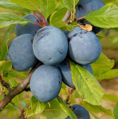 Pflaume President 60-80cm - Prunus domestica