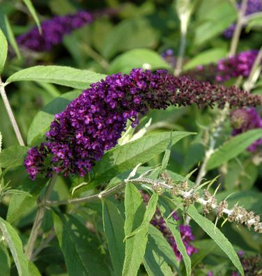 Sommerflieder Black Knight 60-80cm - Buddleja