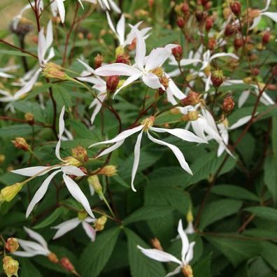 Dreiblattspiere - Gillenia trifoliata