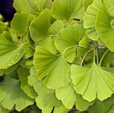 Fächerblattbaum Obelisk 60-80cm - Ginkgo biloba