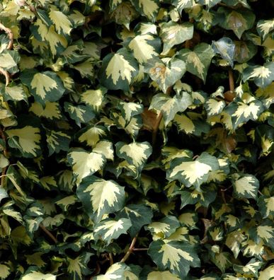 Gelbbunter Efeu Goldheart 100-125cm - Hedera helix