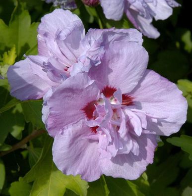 Rosen Eibisch Ardens 40-60cm - Hibiscus syriacus