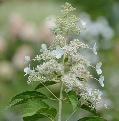 Rispen Hortensie Kyushu 80-100cm - Hydrangea paniculata