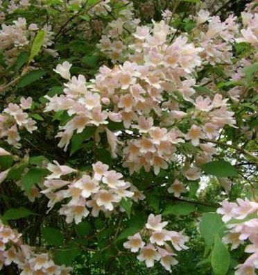 Perlmuttstrauch Kolkwitzie Maradco 80-100cm - Kolkwitzia amabilis