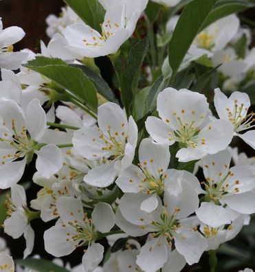 Zierapfel Tina 100-125cm - Malus Hybride