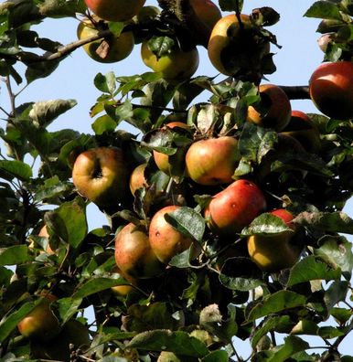 Apfelbaum Kasseler Renette 60-80cm - fest und feinwürzig