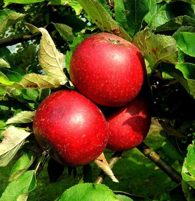 Apfelbaum Rote Sternrenette 60-80cm - fest und süßsäuerlich