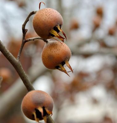 Mispel 80-100cm - Mespilus germanica