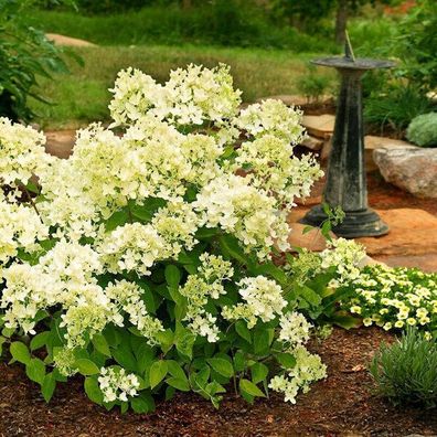 Rispenhortensie Mont Blanc® 40-60cm - Hydrangea paniculata