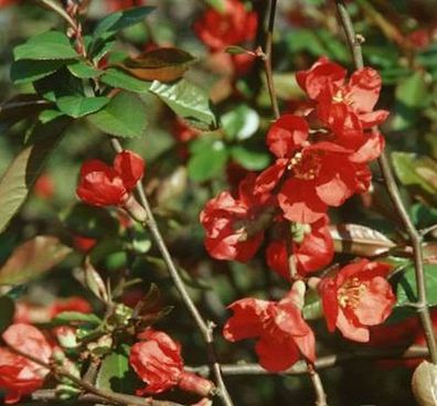 Zierquitte Red Trail 40-60cm - Chaenomeles