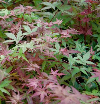 Japanischer Schlitzahorn Beni maiko 30-40cm - Acer palmatum